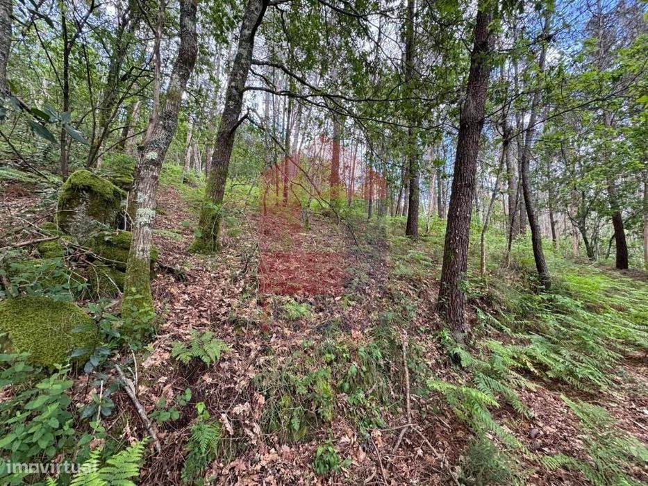 Terreno Florestal, Sande