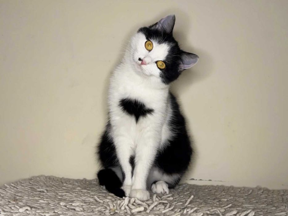 Красуня кішечка Брошка (4,5 місяці) дуже чекає на люблчу родину!