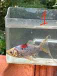 Peixes para lago