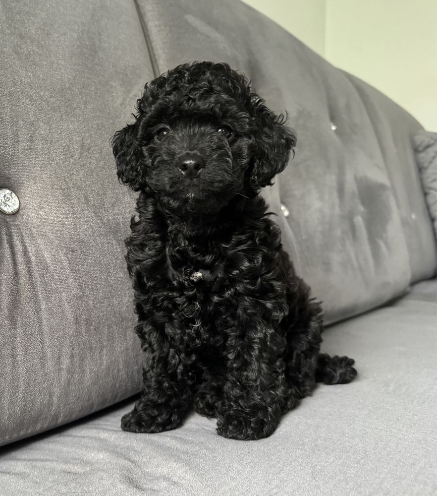 Suczka cockapoo f1b