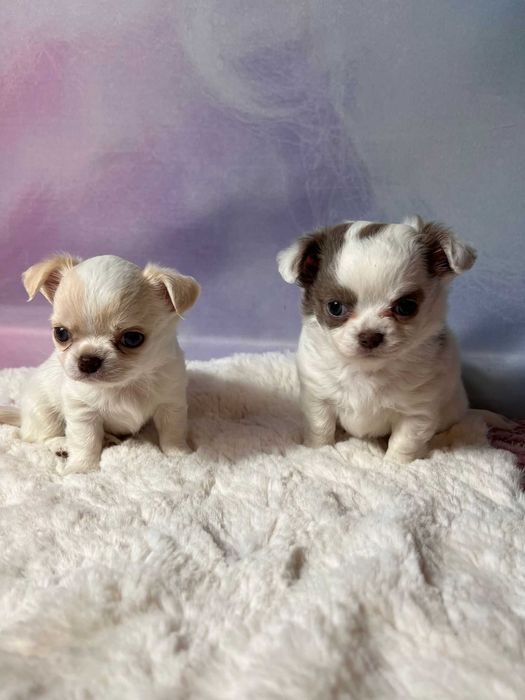 Suczka długowłosa Chihuahua Biało-czekoladowa szczeniak
