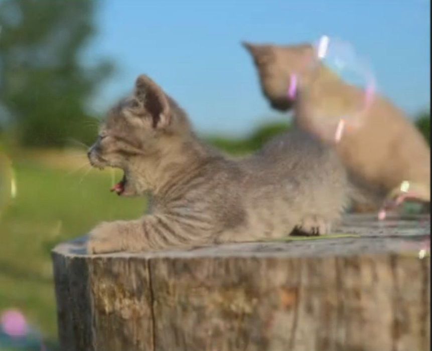 Кошенята породи манчкін, з коротенькими лапками