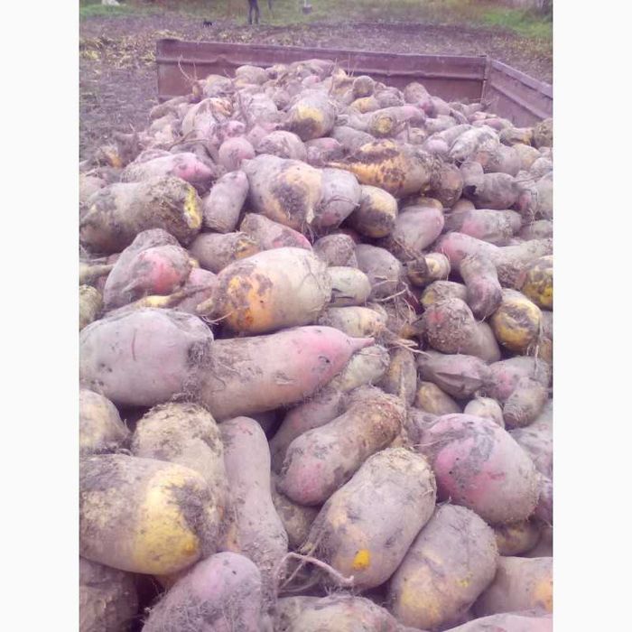 Продам кормовий буряк