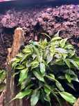 Gastropholis Prasina + Terrarium Tropikalne (60x45x90)  z wodospadem