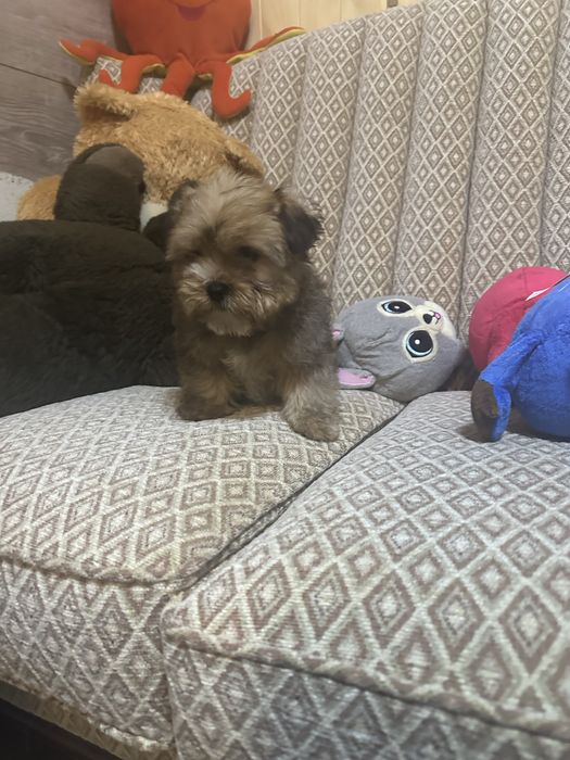 Shorkie york &shih tzu piesek