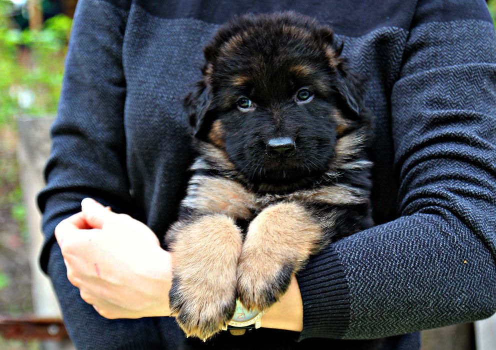 Породисті цуценята, д/ш вівчарка, з пакетом документів КСУ.