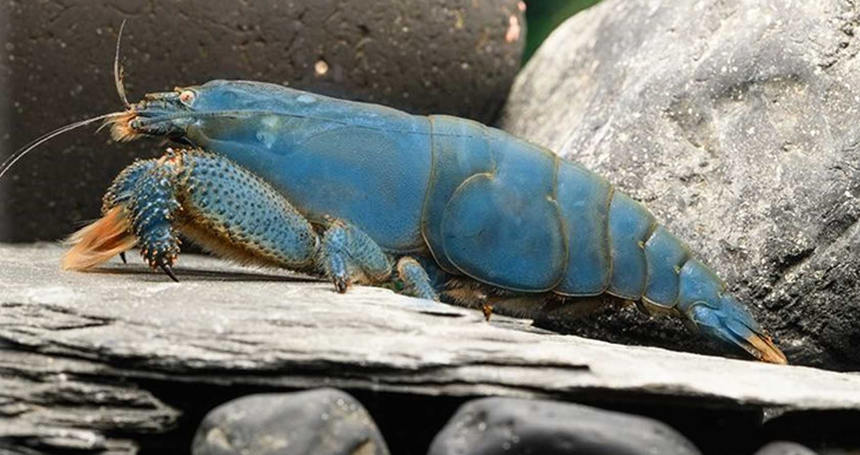 Krewetka gabońska - Atya gabonensis - dowóz, wysyłka