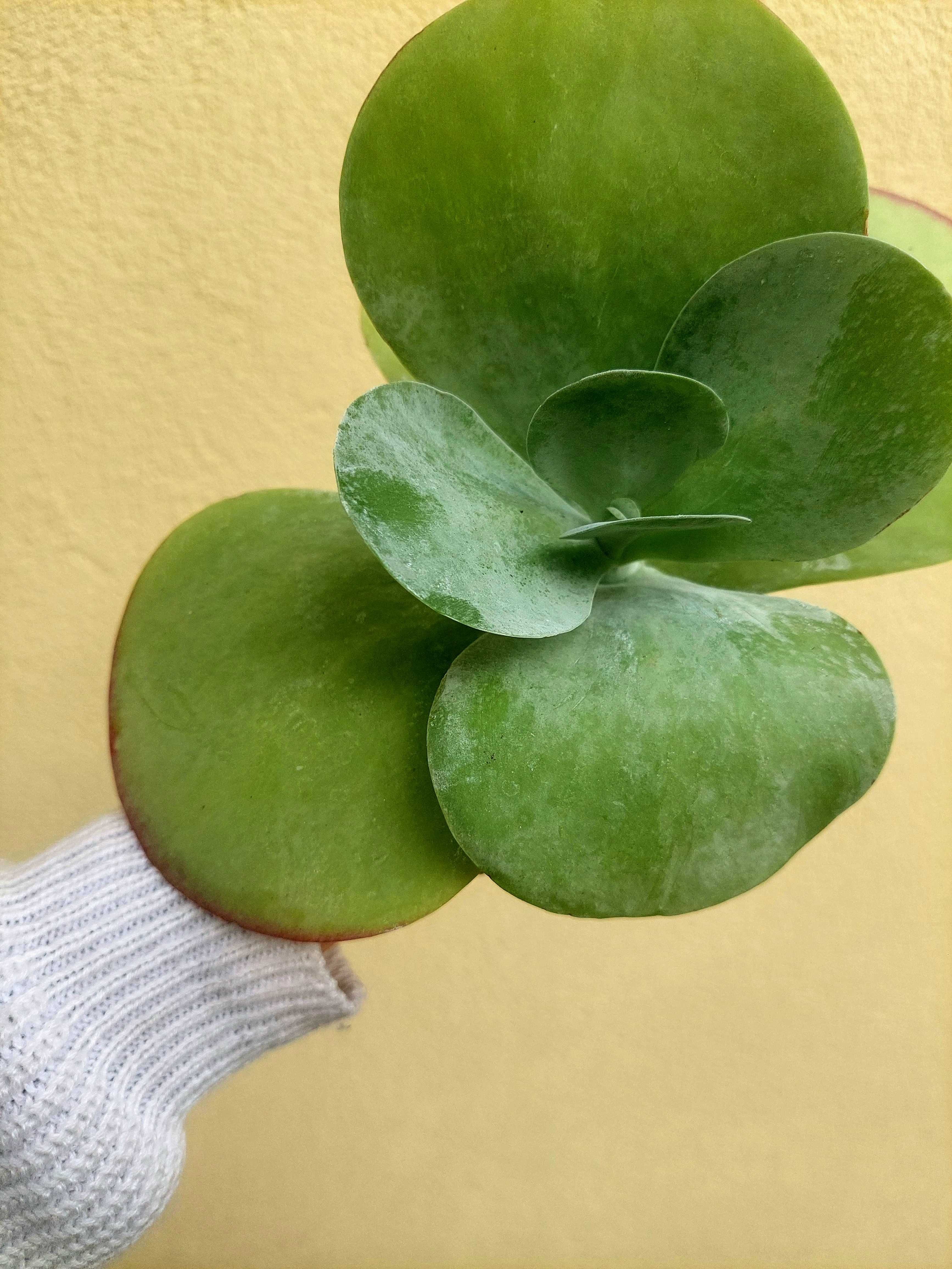 Suculenta Kalanchoe- Orelha de Elefante