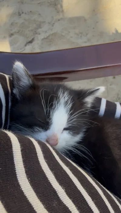 Koty 2 miesiące Muniek, Klusek i Filemon do adopcji