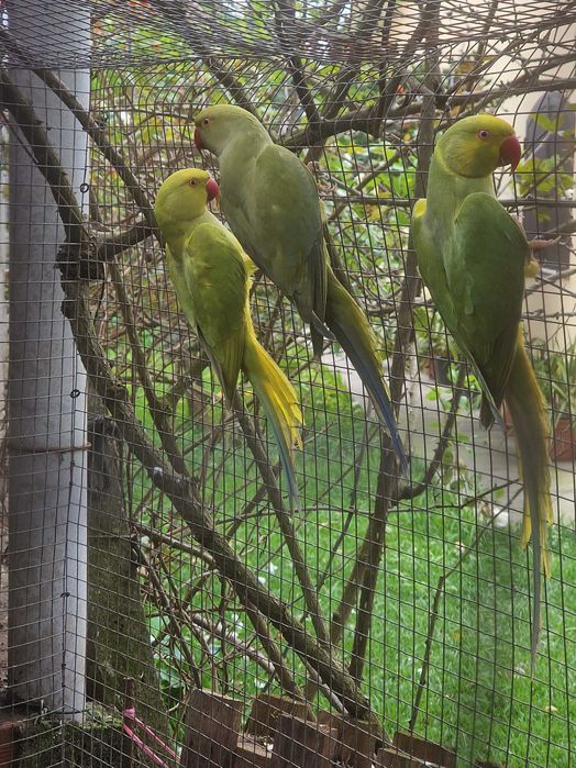 Ring necks de 2024 e de 2025