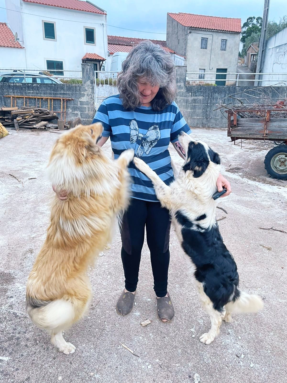 Collie cachorro macho