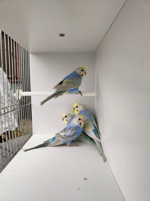 Papugi faliste tęczowe