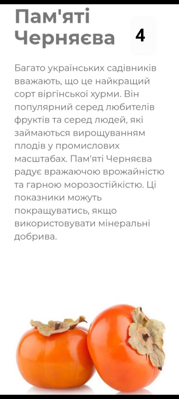 Сажанці Хурми 2 роки поштою Розніца від 1  шт.Опт Колізовані