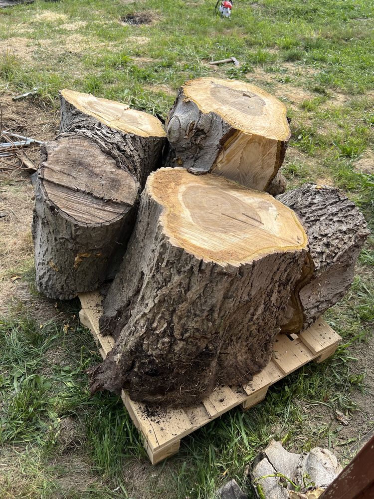 Drzewo pień orzech włoski