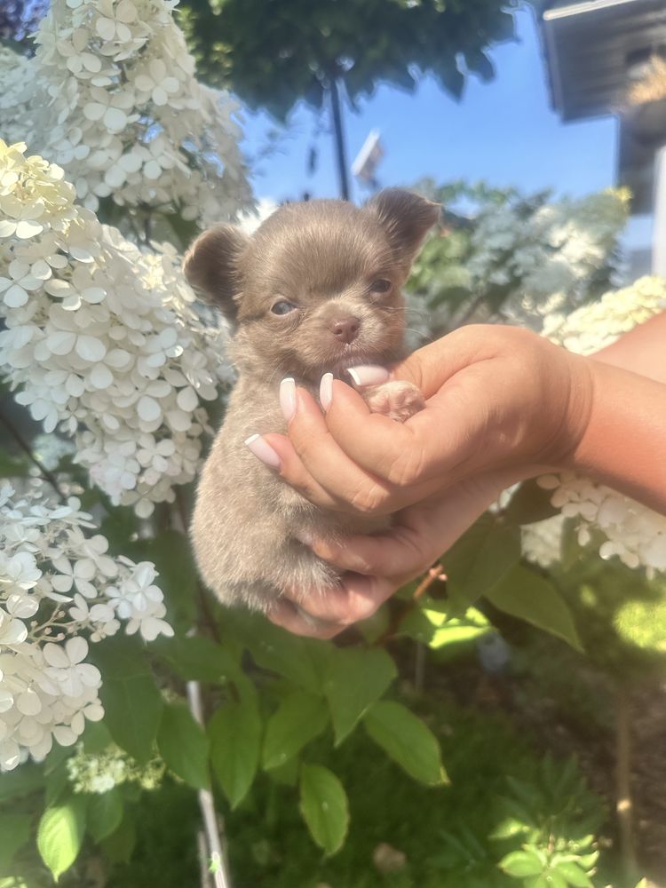 ***laleczka mini sunia chihuahua***