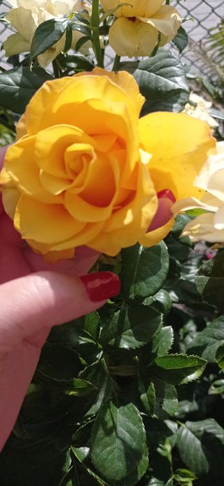 Троянди укорінені