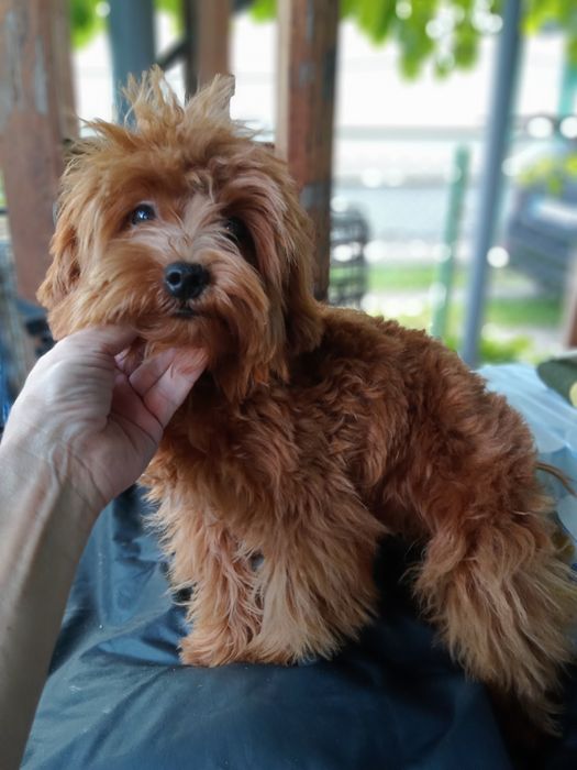 Мальтіпу F2 редбраун,веселунчик.