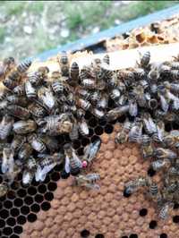 Matki pszczele przezimowane