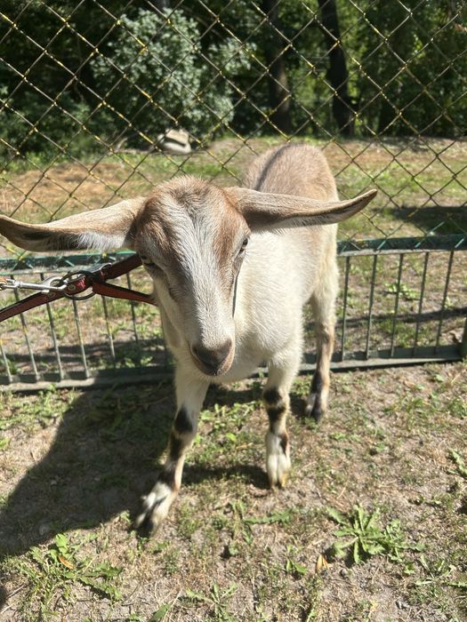 Продам породистих кіз