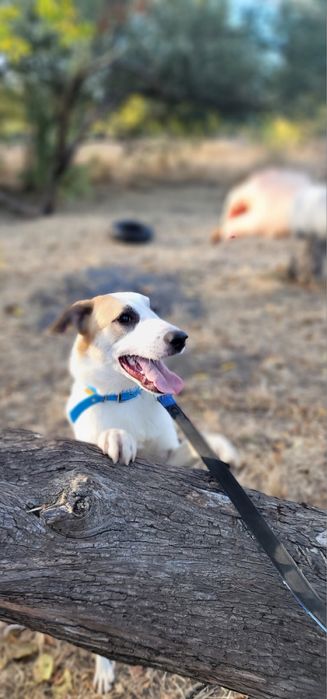 Бесплатно в добрые руки