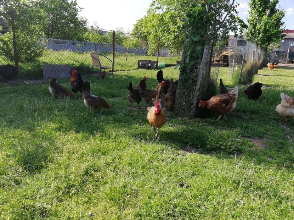 Jajka swojskie/wiejskie od kur zielononòżek I niosek z wolnego wybiegu