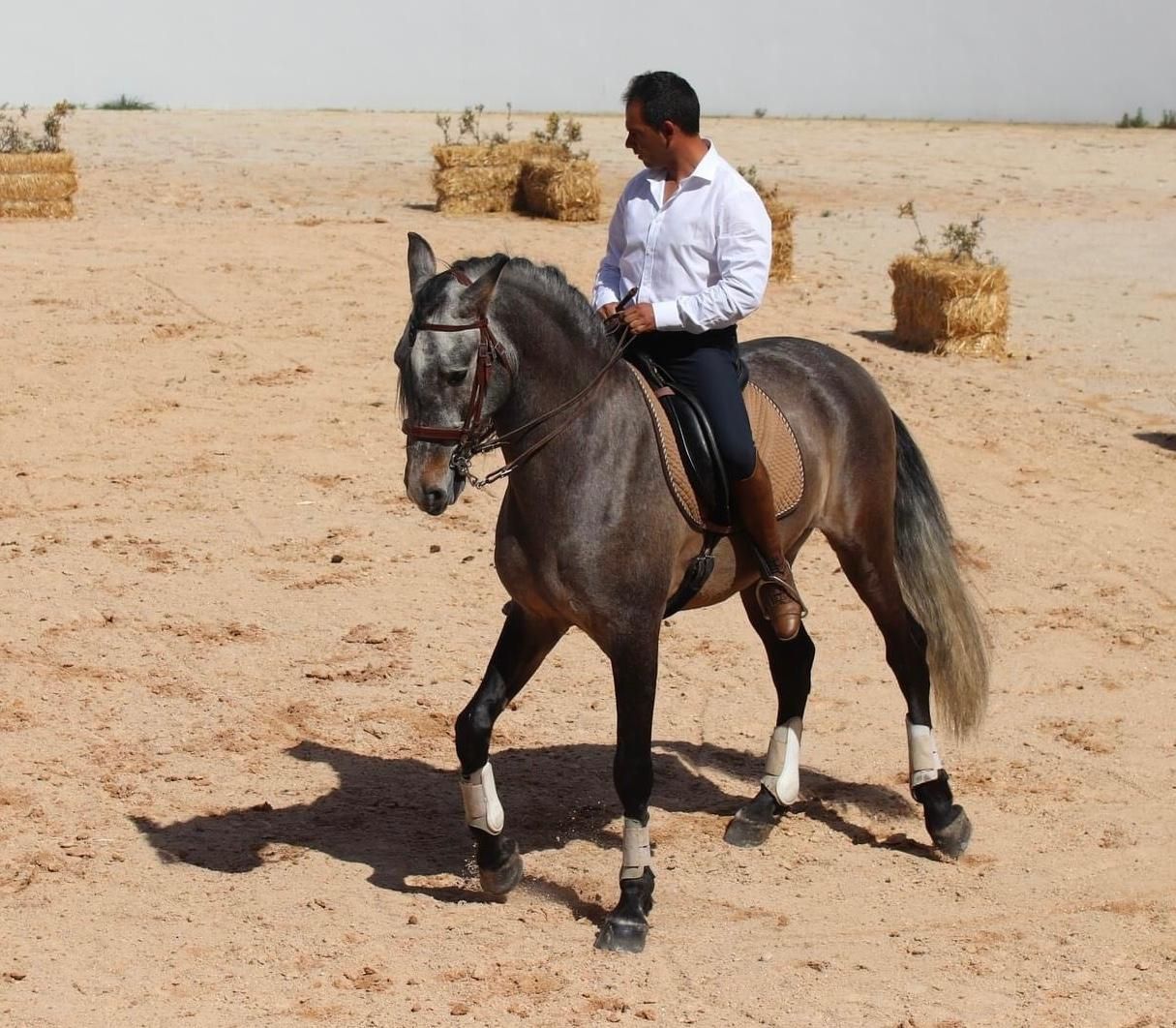 Cavalo Psl inteiro