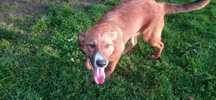 Suczka (5 miesięcy) do adopcji