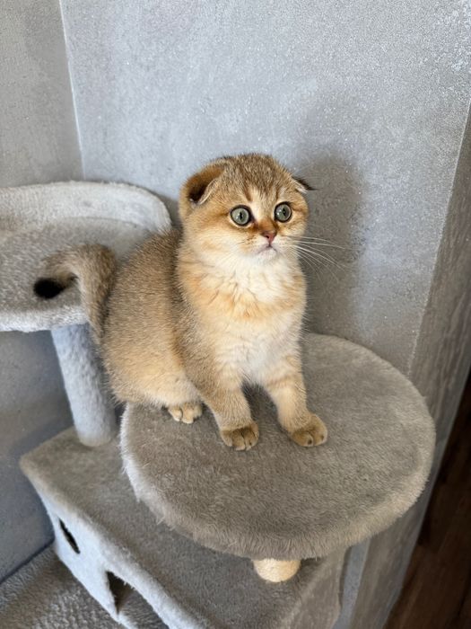 Zwisłoucha szkocka szynszyla, dziewczynka