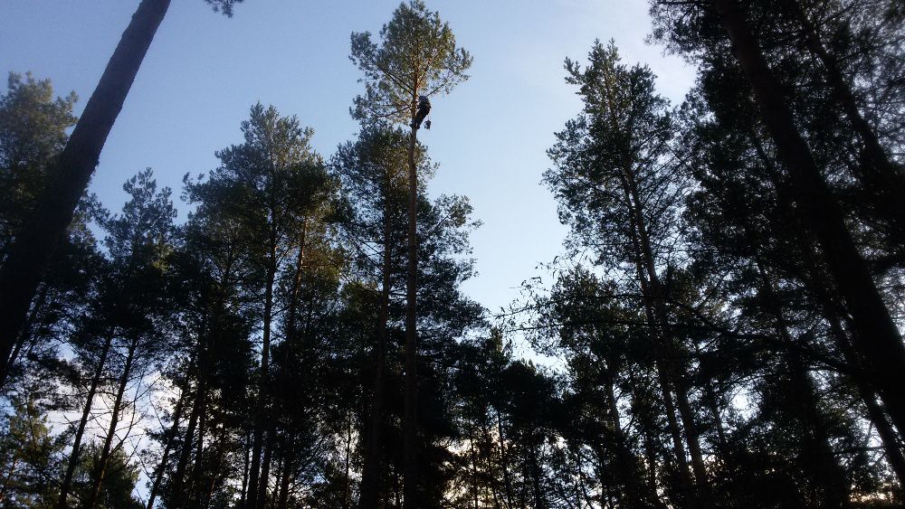 Przycinanie drzew, wycinanie, usługi rębakiem, usługi frezarką do pni