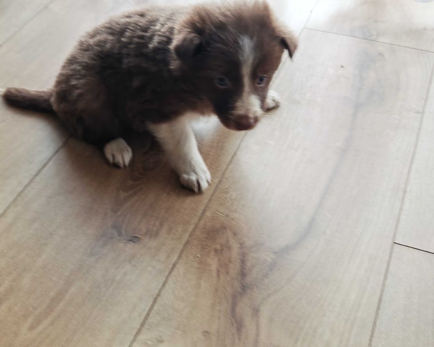 Szczeniak Border Collie