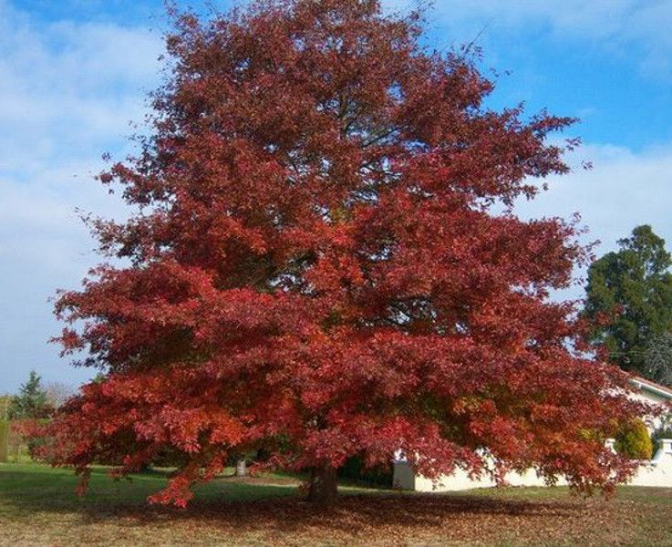 DĄB CZERWONY Quercus rubra - sadzonki w doniczkach