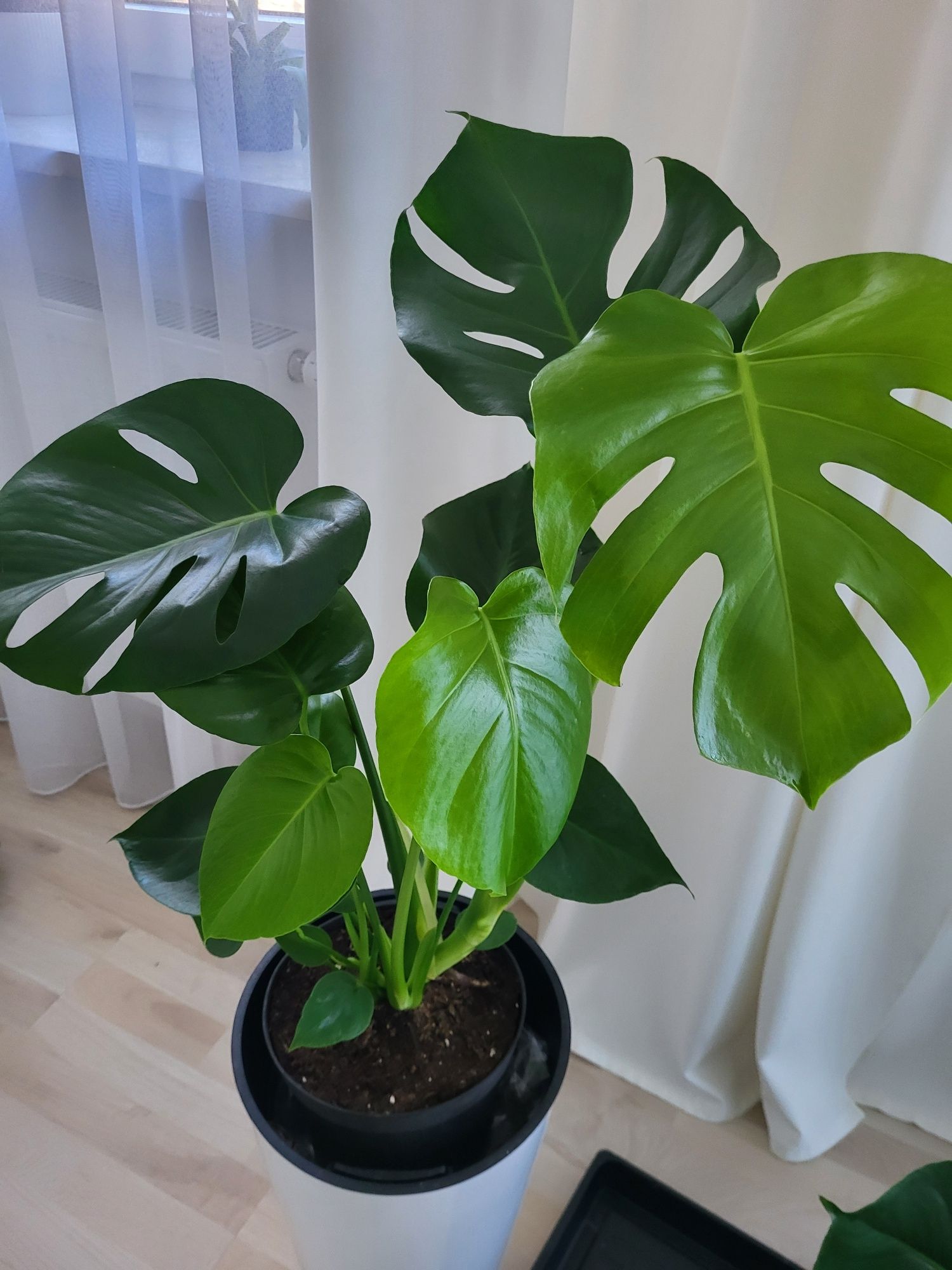 Monstera  około 80-90cm
