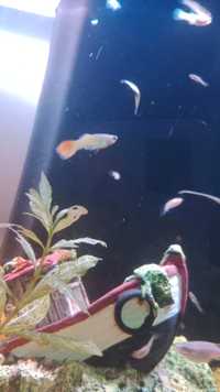 Guppies, Molly's e camarões