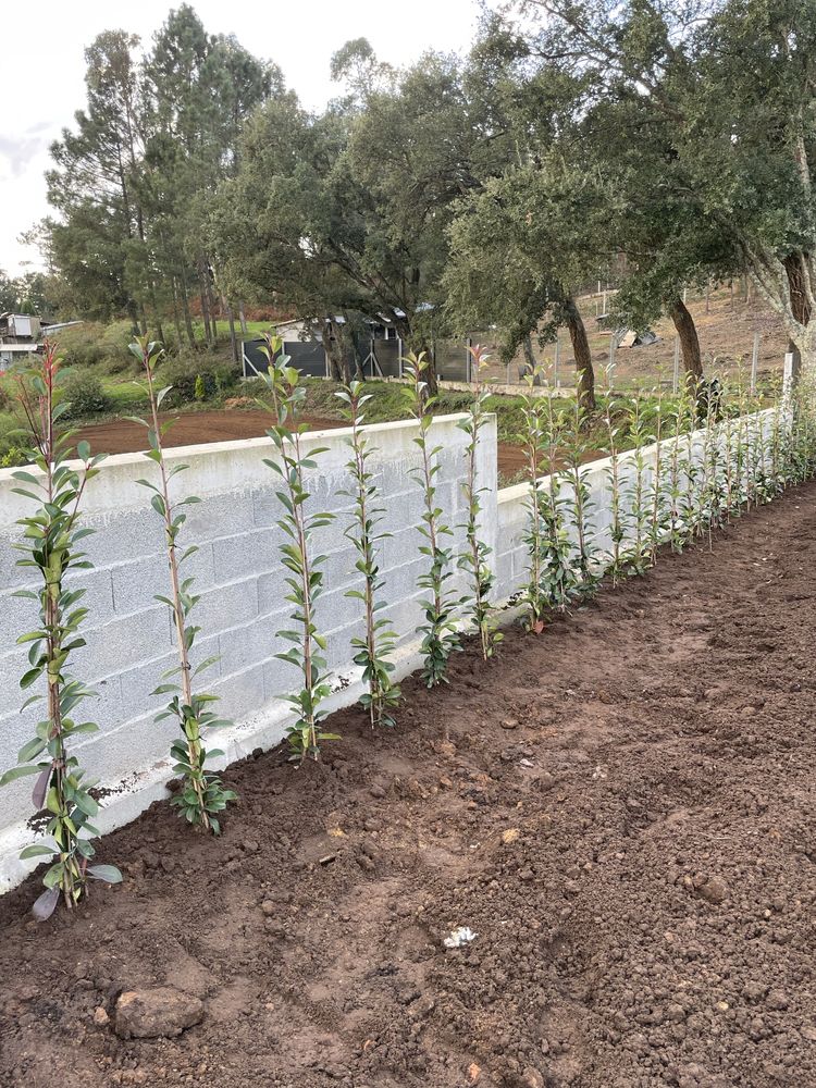 Photinias e grama brasileira