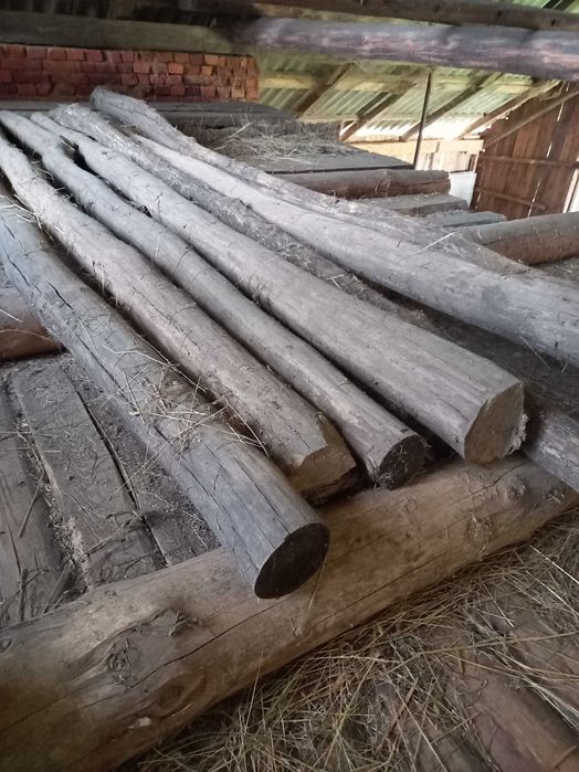 Продам канадського  дуба