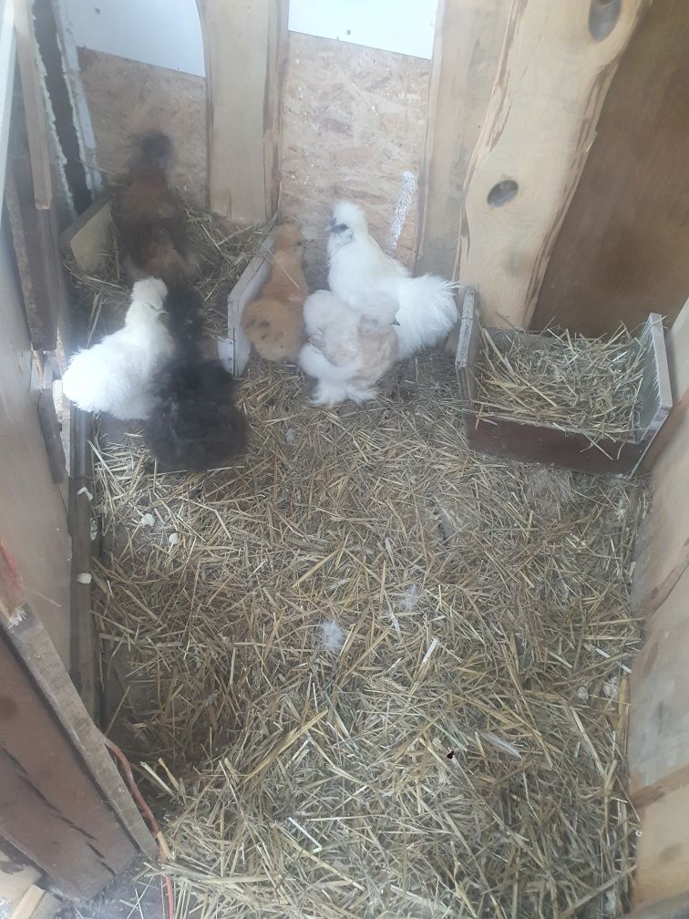 Pisklaki araucany pisklaki Rosy pisklęta silki kury naturalne araucany