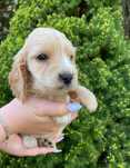 Cocker spaniel szczeniak piesek