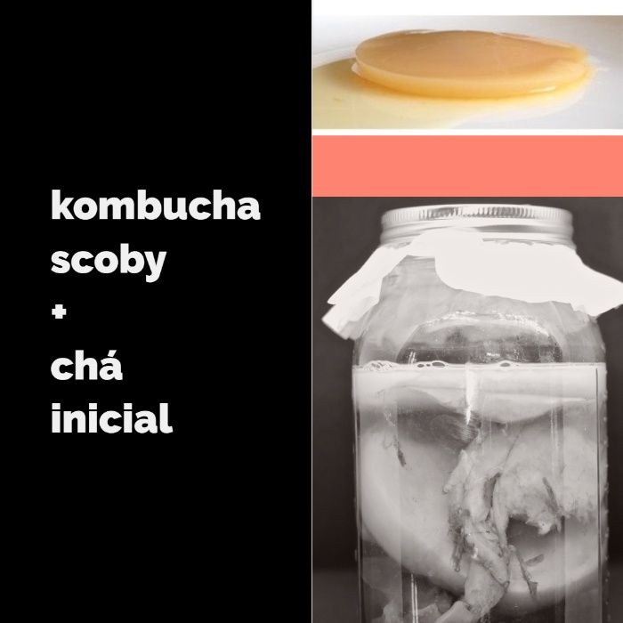 Kombucha scoby probiótico BIOLÓGICO - cogumelo do chá biológico