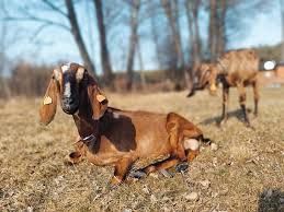 Domy całoroczne nad jeziorem z jacuzzi , sauna , wędkarstwo, mini zoo