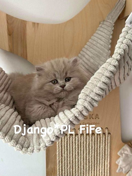 Odbiór listopad czystej rasy kocurek  liliowy długowłosy