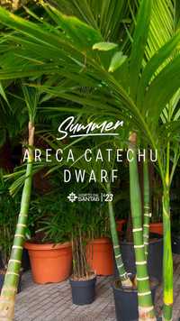 ARECA DWARF - Palmeiras - 200/250/300CM