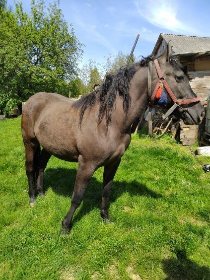 Witam sprzedam klacz