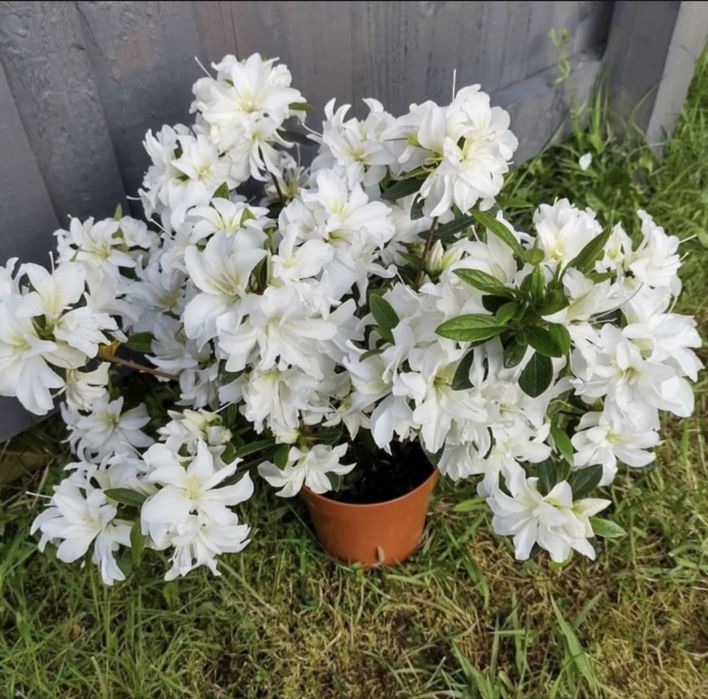 Азалия японика белая