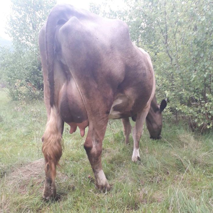 Продаю молоді корови і телички