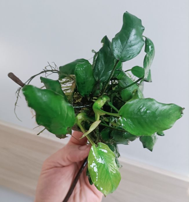 Anubias barteri na korzeniu