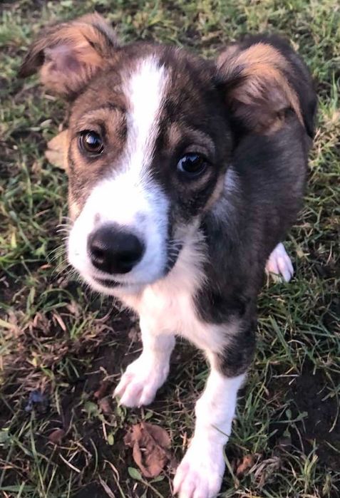 щеня шукає дім та добрі руки