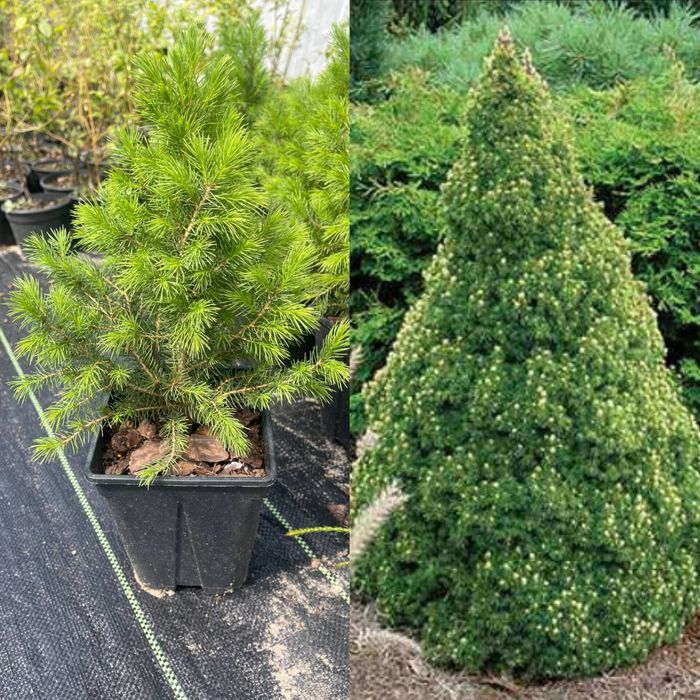 Ялинка Рейндбоуз енд