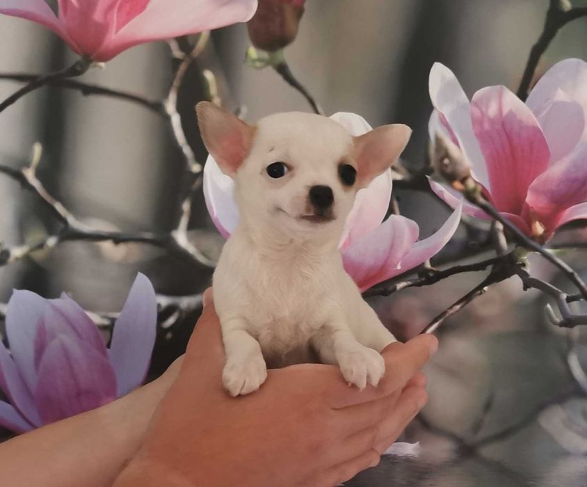 Cudowna dziewczynka rasy CHIHUAHUA !!