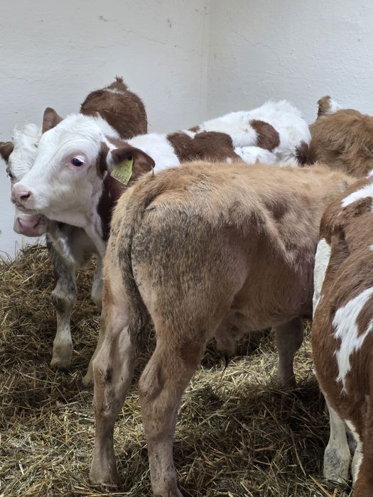 Byczki 8 sztuk simentale 120 kg