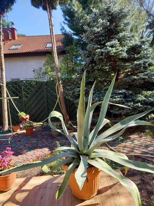 Kaktus Agawa bardzo duży z doniczką 10 letni